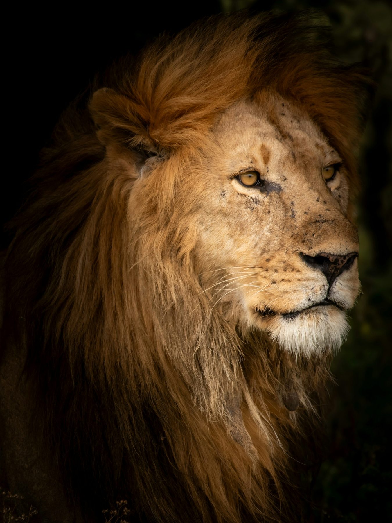 Lion on safari