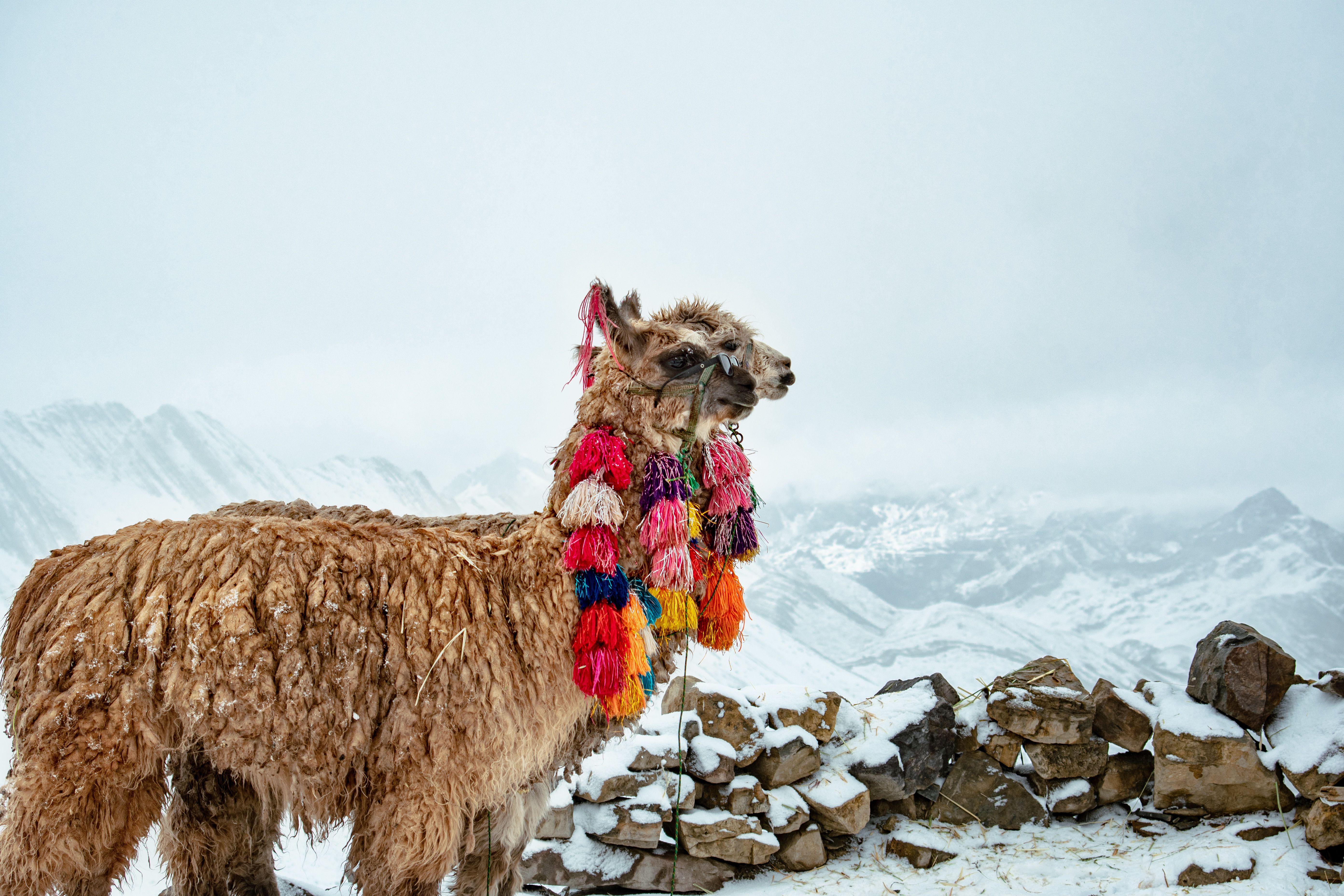 Decorated llamas with colorful tassels in the Andes