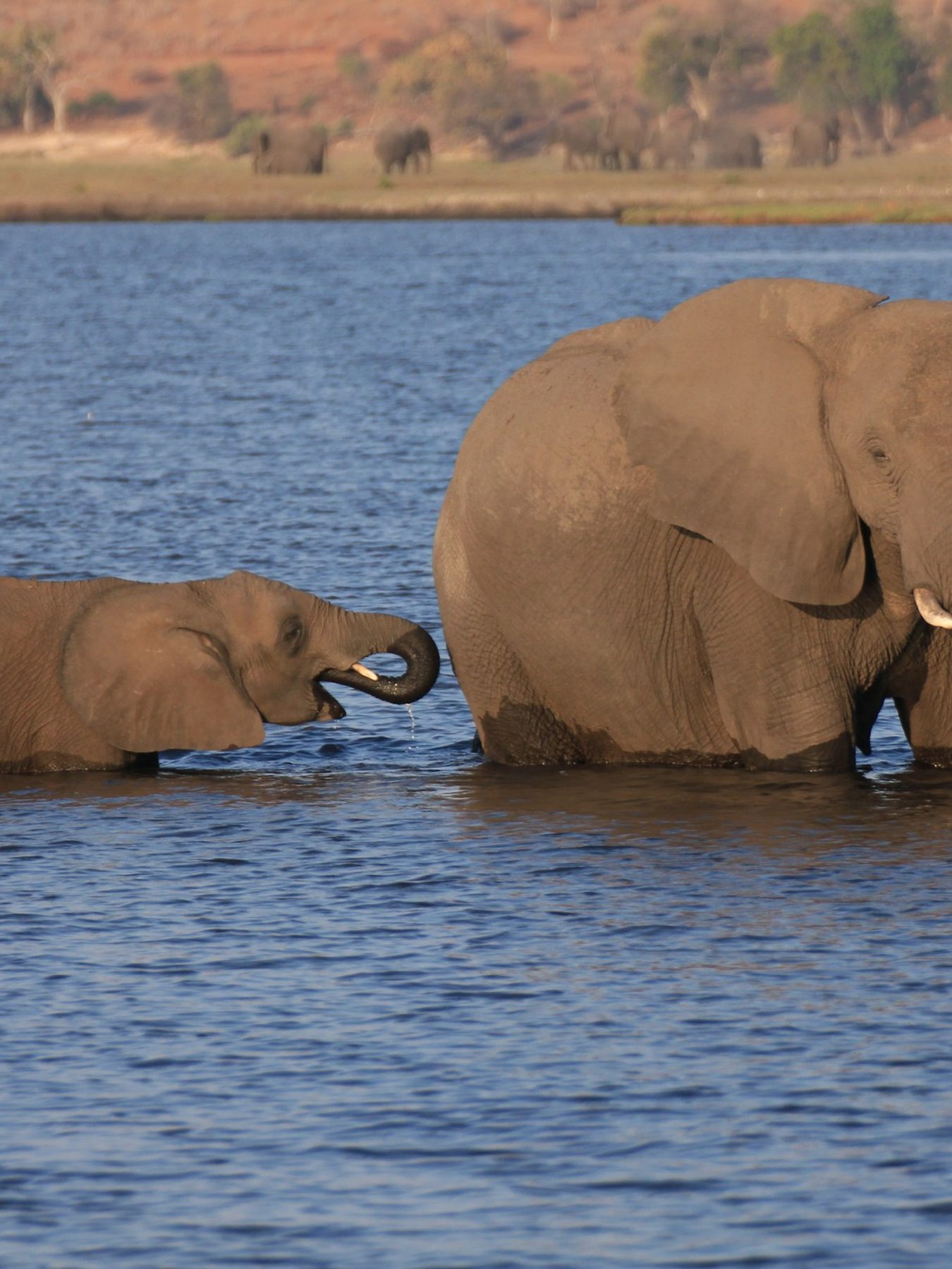 Elephants in still water, Okavango