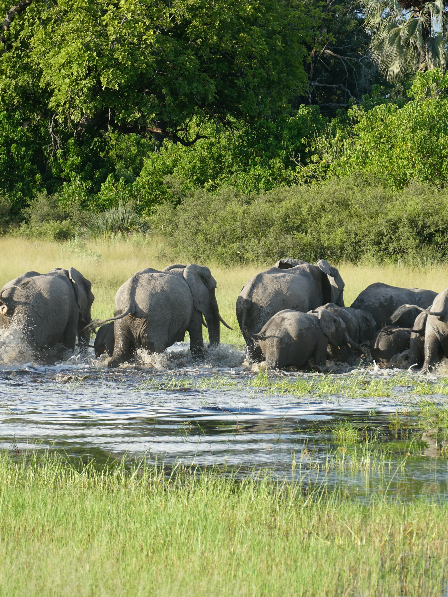 Elephants on safari